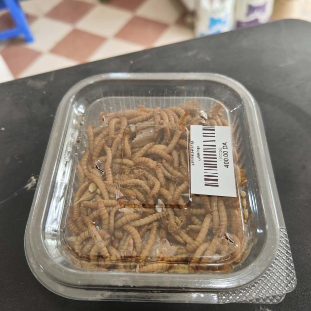 دود القبابي