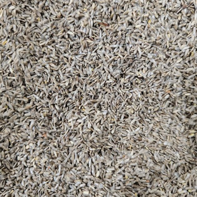 زريعة الشوك